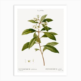 Sweet Pittosporum, Pierre Joseph Redoute Art Print