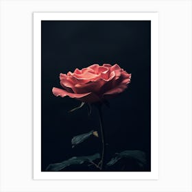 Dark Rose 46 Art Print