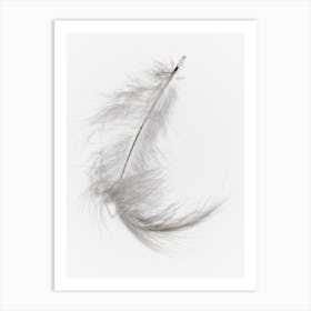 White Feather 4 Art Print