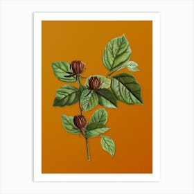 Vintage Carolina Allspice Flower Botanical on Sunset Orange n.0164 Art Print