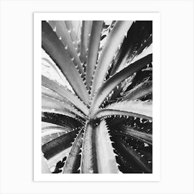 Black And White Agave Plant Art Print