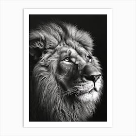 Barbary Lion Charcoal Drawing Portrait Close Up 3 Art Print