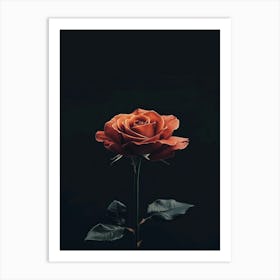 Single Rose 10 Art Print