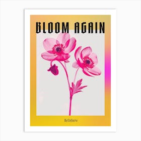 Hot Pink Hellebore 1 Poster Art Print