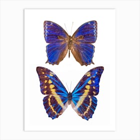 Two Blue Butterflies Art Print