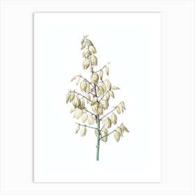 Vintage Adam's Needle Botanical Illustration on Pure White n.0022 Art Print