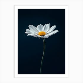 Daisy On Black Background Art Print