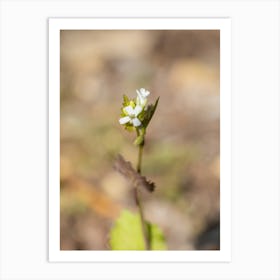 Tiny White Watercress Flower Art Print