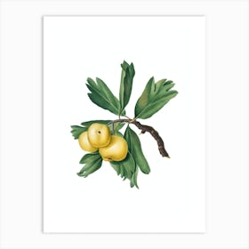 Vintage Hawthorne Botanical Illustration on Pure White n.0716 Art Print