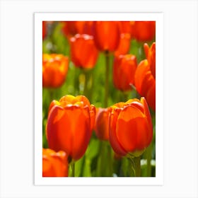 Red Tulips Art Print