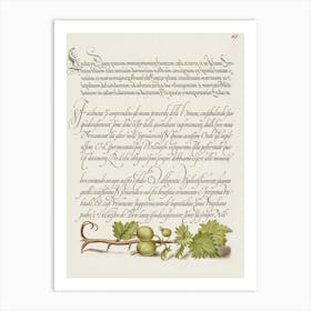 European Currant From Mira Calligraphiae Monumenta, Joris Hoefnagel Art Print