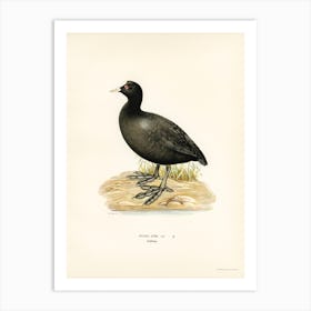 Eurasian Coot, The Von Wright Brothers Art Print
