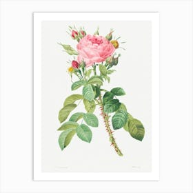 Rosa Bifera, Pierre Joseph Redoute Art Print