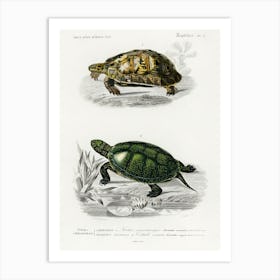 Tortoises (Testudo) And Pond Turtle (Emys Orbicularis), Charles Dessalines D' Orbigny Art Print