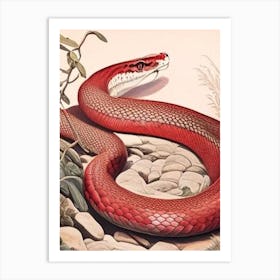 Dominican Red Mountain Boa Vintage Art Print