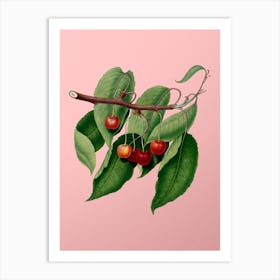 Vintage Cherry Botanical on Soft Pink n.0179 Art Print