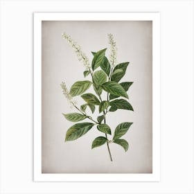 Vintage Virginia Sweetspire Botanical on Parchment n.0448 Art Print