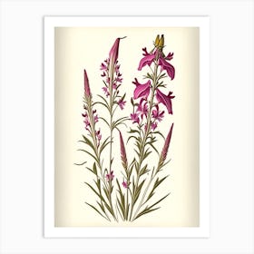 Fireweed Wildflower Vintage Botanical 1 Art Print