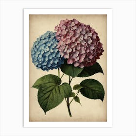 Hydrangea Art Print