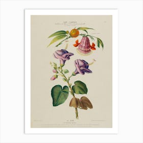 Fuchsia 5 Art Print