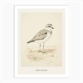 Vintage Bird Drawing Grey Plover 2 Poster Art Print