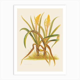 Euphorbia 1 Art Print