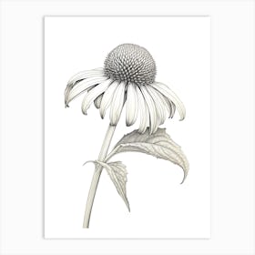 Echinacea Vintage Botanical Herbs 3 Art Print