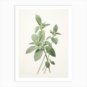 Mint Vintage Botanical Herbs 0 Art Print