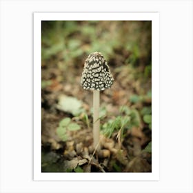 Brown Mushroom // Nature Photography 2 Art Print