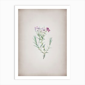 Vintage Shewy Phlox Flower Branch Botanical on Parchment n.0140 Art Print