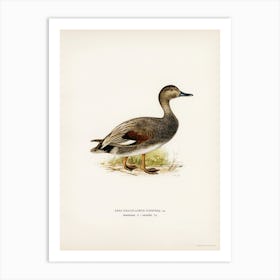 Gadwall, The Von Wright Brothers Art Print