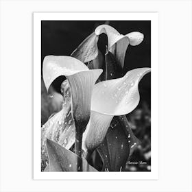 Calla Lily Art Print