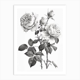 Roses Sketch 23 Art Print