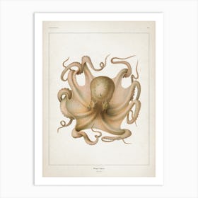 Vintage Vérany 1 Octopus Vulgaris Art Print