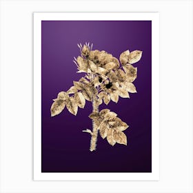 Gold Botanical Kamtschatka Rose on Royal Purple n.3471 Art Print