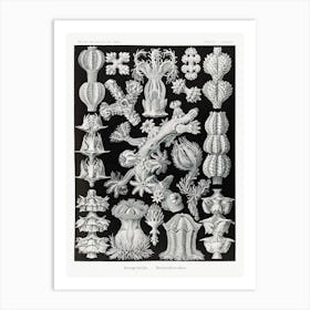 Gorgonida Rindenkorallen, Ernst Haeckel Art Print