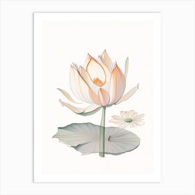 Amur Lotus Pencil Illustration 2 Art Print