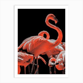 Flamingos Art Print