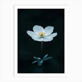 White Anemone Flower Art Print