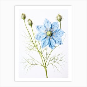 Pressed Flower Botanical Art Love In A Mist Nigella 5 Art Print