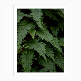 wild fern Art Print