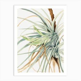 Vintage Botanical Mary Vaux Walcott _2732432 Art Print