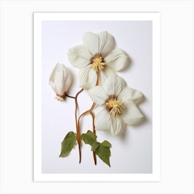 Pressed Wildflower Botanical Art Mayapple Art Print