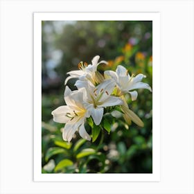 White Lily Art Print