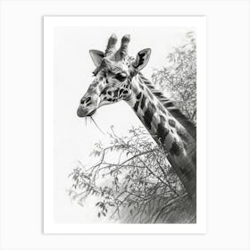 Giraffe Pencil Portrait 2 Art Print