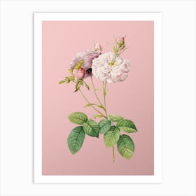 Vintage Damask Rose Botanical on Soft Pink n.0830 Art Print