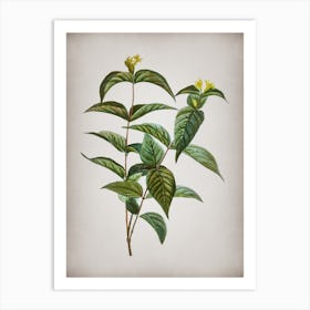 Vintage Northern Bush Honeysuckle Flowers Botanical on Parchment n.0619 Art Print