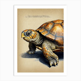 Turtle Art Print