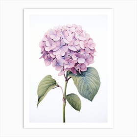 Hydrangeas Flower Vintage Botanical 1 Art Print