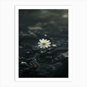 Single Daisy 6 Art Print